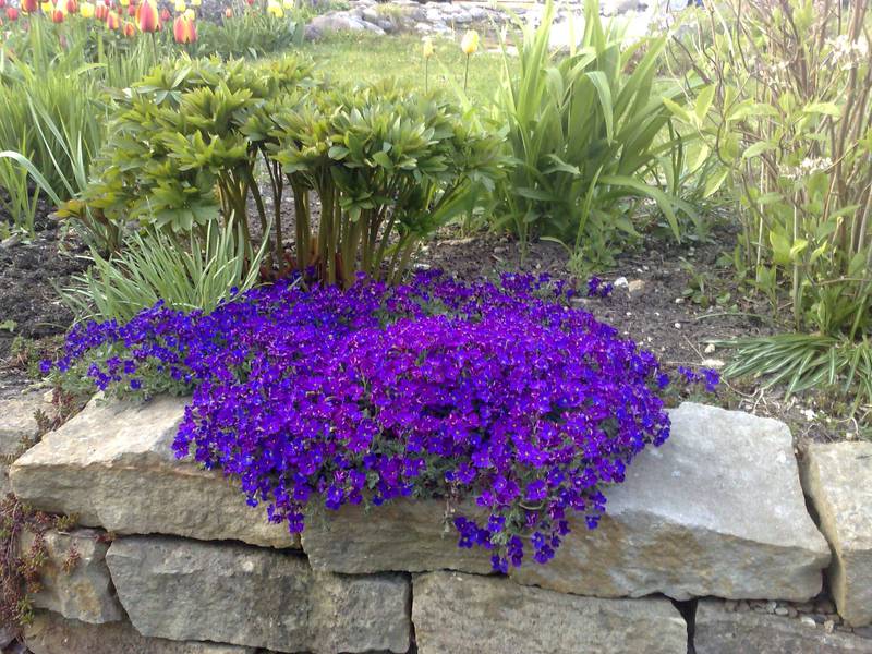Aubriet planting and care What does Aubriet look like