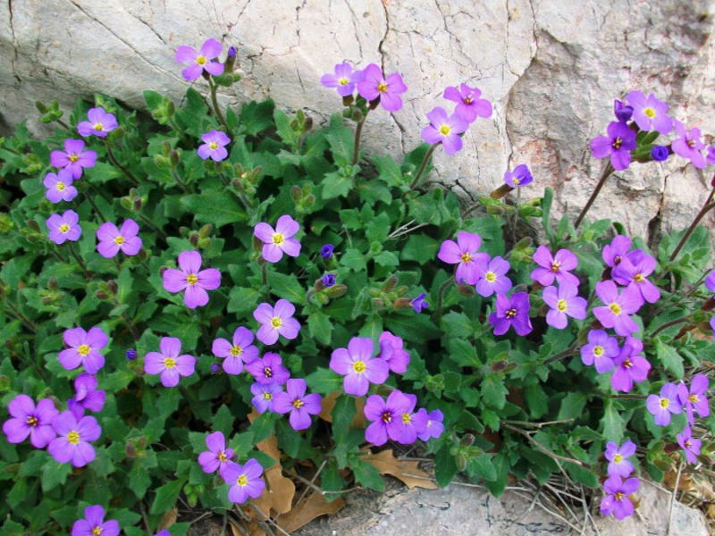 Aubrieta or aubretia How to care for your shaved