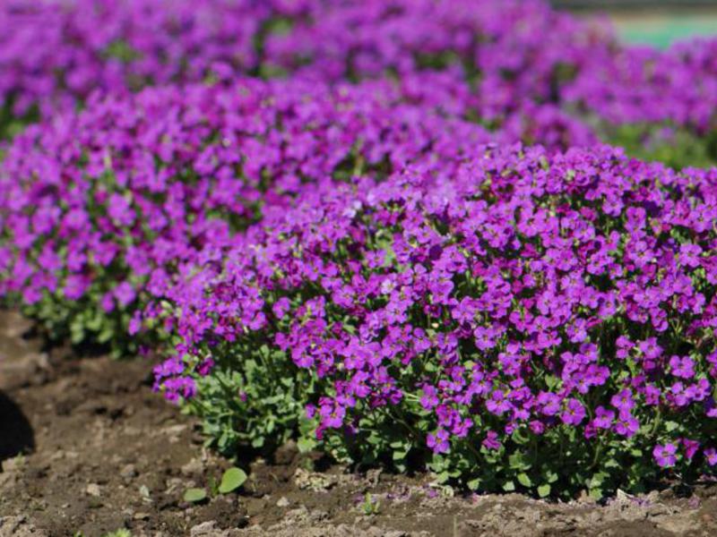 Aubriet planting and care Planting aubriets