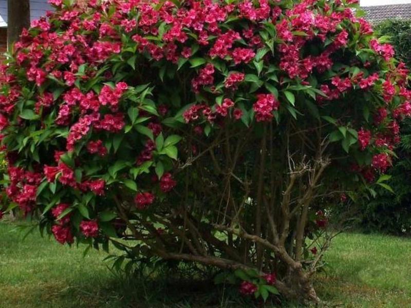 Weigela shrub - planting and care Weigela plant description