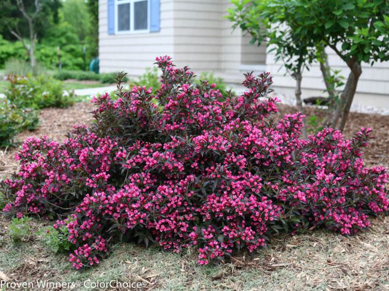 Weigela spring care Use of weigel shrubbery