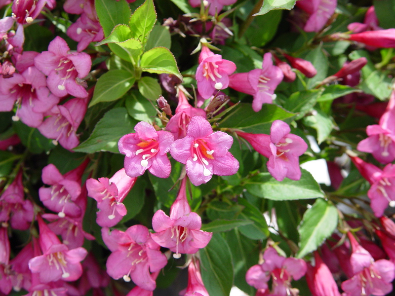 Weigela shrub - planting and care How long weigela blooms