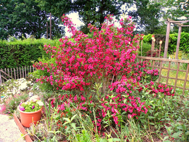 Weigela care Flowering weigela