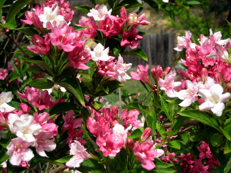 Weigela hybrid Weigela variety and type