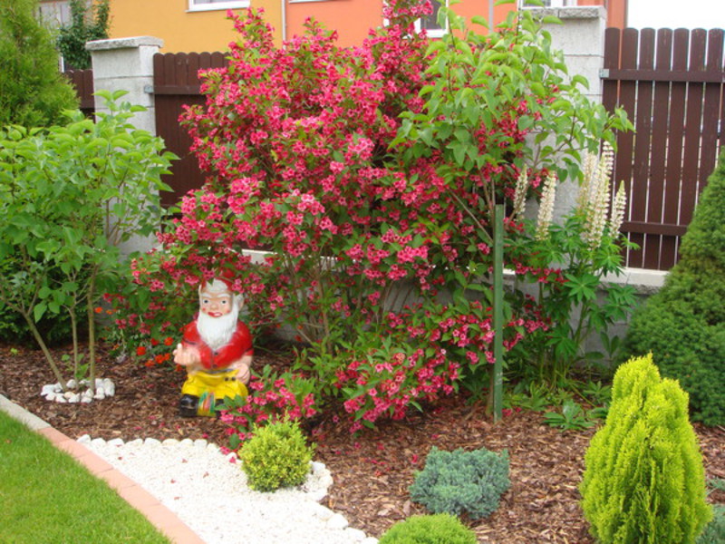 Weigela Middendorf Planting a weigela bush