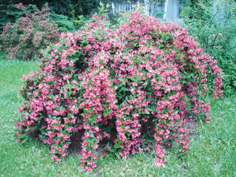What does weigela look like Weigela appearance