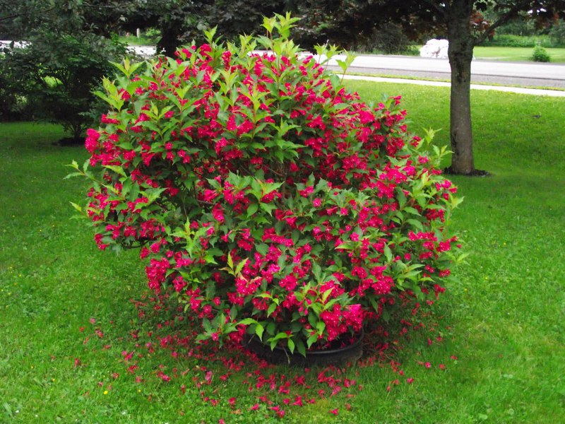 Weigel bush How to care for a weigela