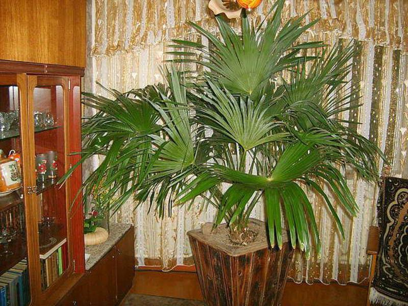 Indoor palm tree in the interior of the apartment The room palm tree in the apartment looks very interesting.