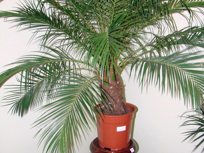 Date palm in the office - pictured The date palm in the office can also look very stylish.