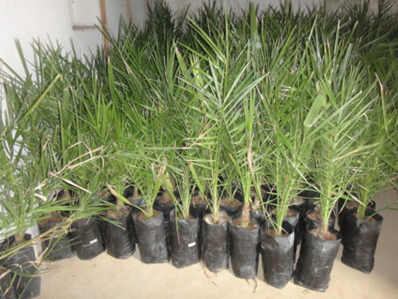 Date palm sprouts on sale in a store Date palm sprouts can be purchased at the store.