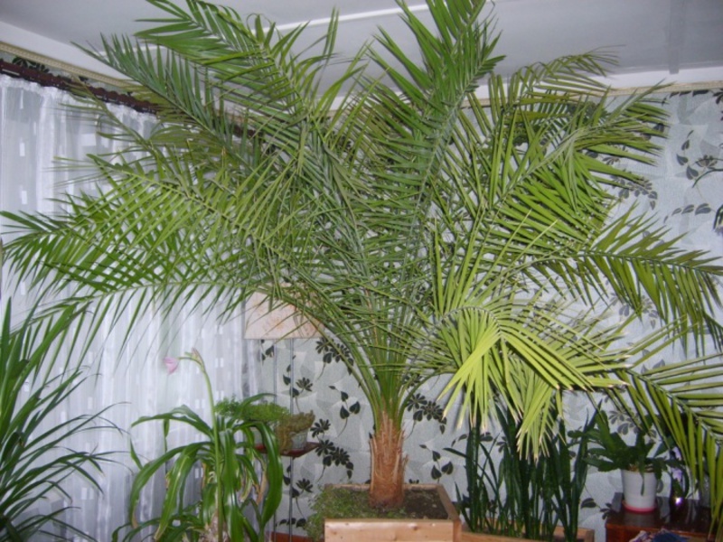 The large date palm is a real home tree The date palm can reach a height of 1.5-2 meters.