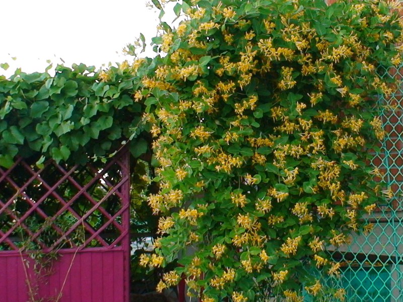 Properties of weaving garden honeysuckle