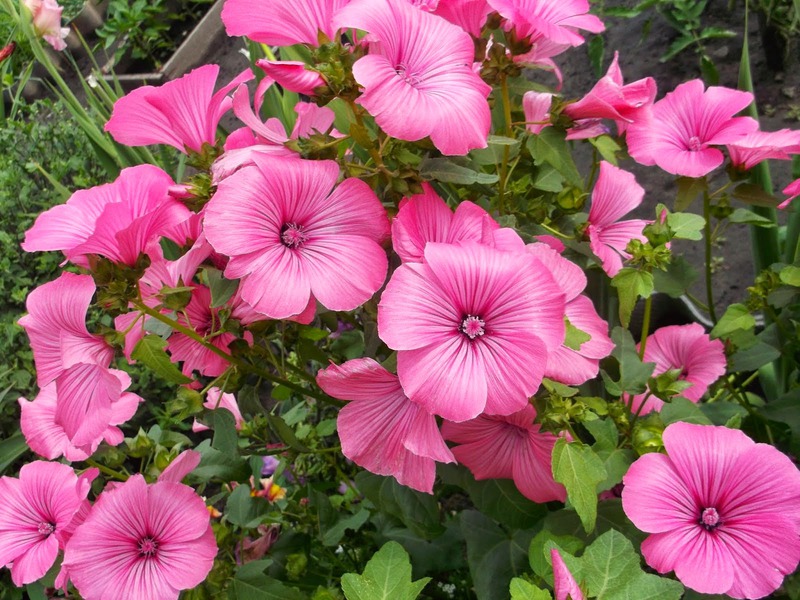 What are the varieties of annual lavater List of annual varieties of Lavatera flowers
