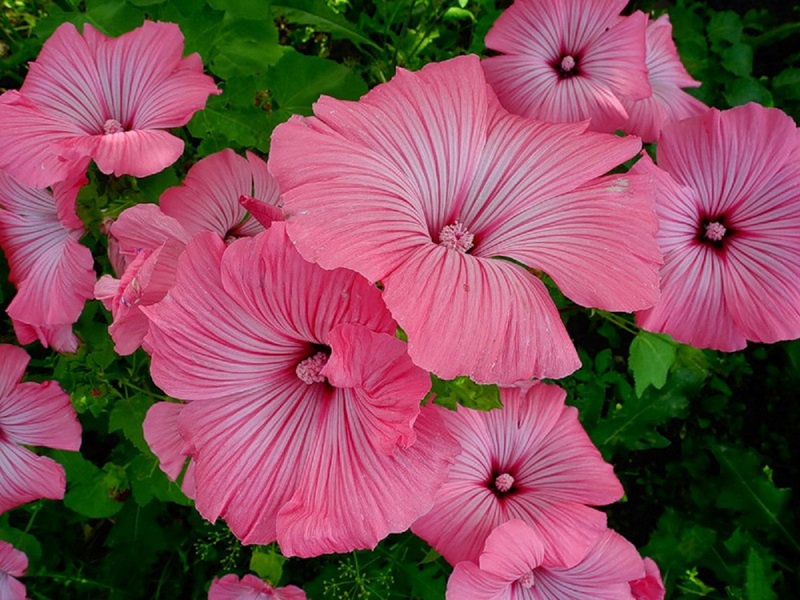 What are the dwarf varieties of Lavater Characteristics of the dwarf variety Lavatera Pink beauty