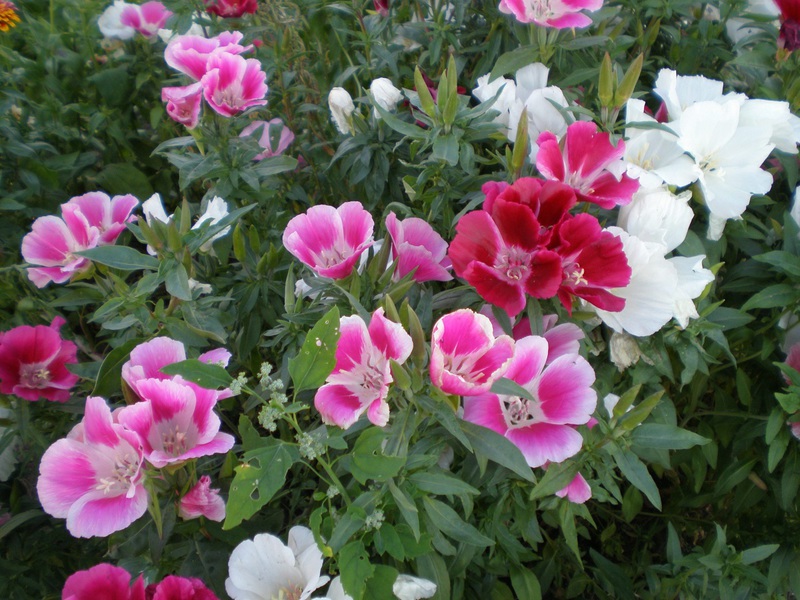 What is the Novella dwarf wild rose Description of dwarf perennial lavater varieties Novella