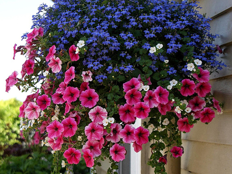 Lobelia in the garden Lobelia varieties