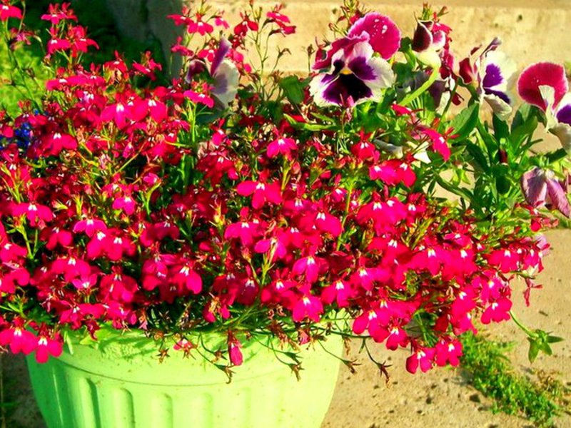 Street ampelous flowers for the balcony Ampel lobelia