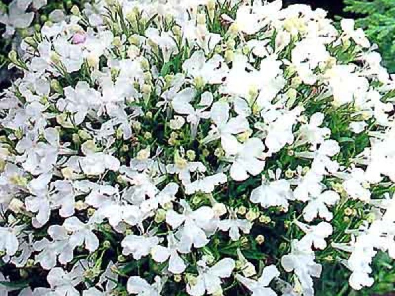 Lobelia in bloom Description of lobelia