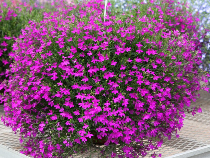 Lobelia plant description Lobelia bush