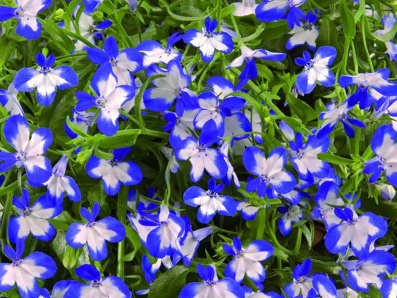 Street ampelous flowers for the balcony Lobelia varieties