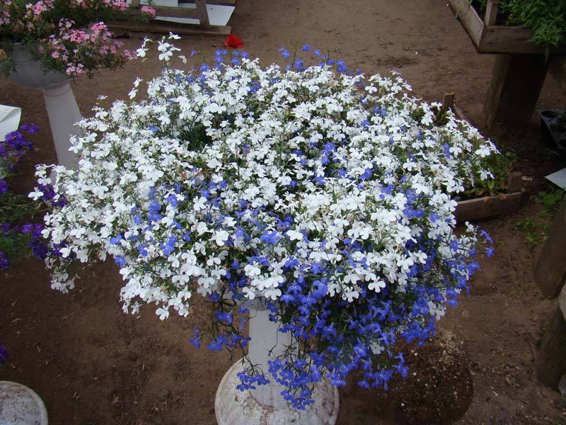 Lobelia bouquet How to grow lobelia