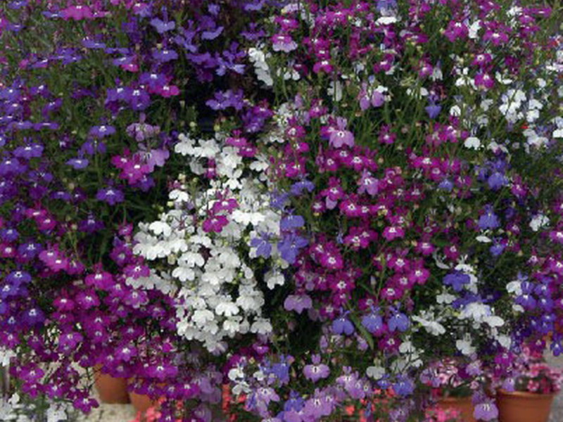How to grow lobelia Methods for growing dlobelia