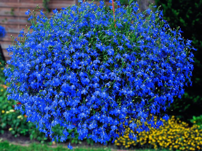 Blue lobelia flowers Lobelia in bloom