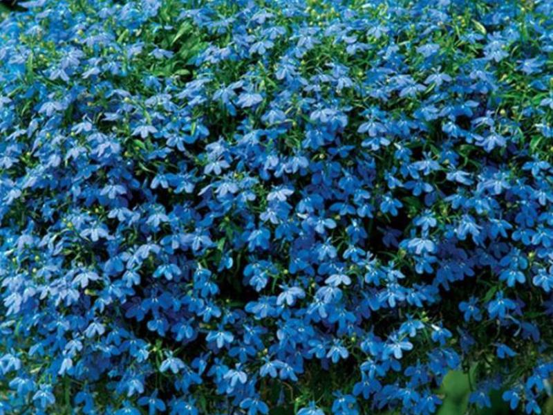 How lobelia grows Ampel lobelia
