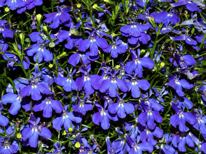 Growing lobelia Lobelia street ampel flowers