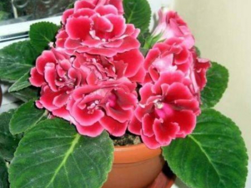 Watering the plant correctly