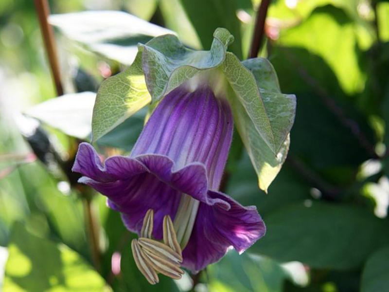Kobei flower climbing close up The kobei flower is shown in the photo - appreciate the features of the calyx.