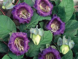 Growing kobei in the garden - beautiful flowers on the site Growing kobei is easy.