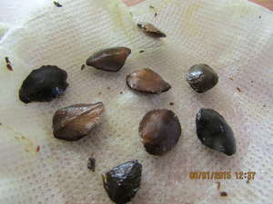 Kobei seeds are soaked on gauze before planting in the soil
