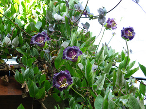 Kobei in the garden are very beautiful vines.