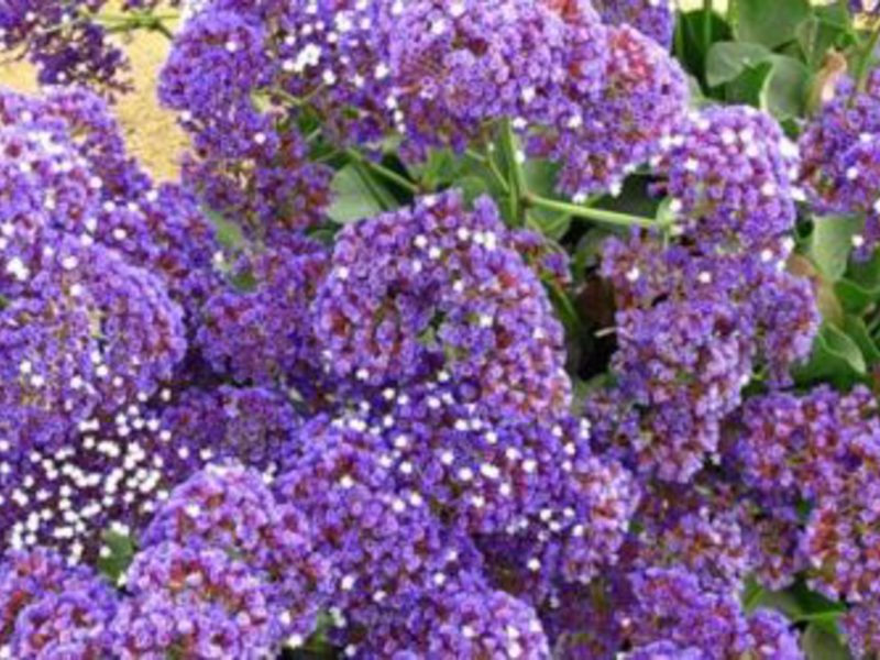 Beautiful statice flower bush Blooming statice bush