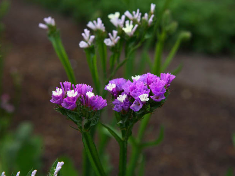 Flowering statice Statice notched