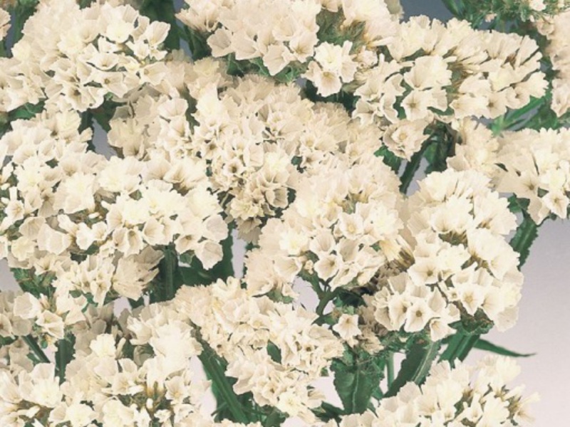 Statice varieties Types of statice flower