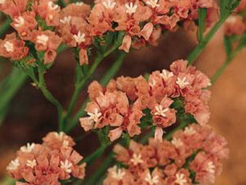 How the statice flower grows How to properly water the statice