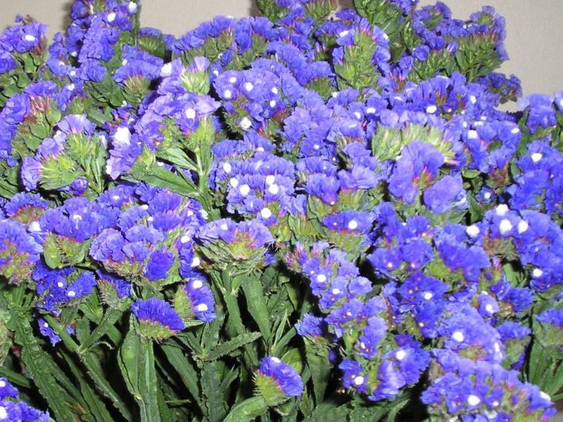 Blue statice flowers Planting and caring for the statice