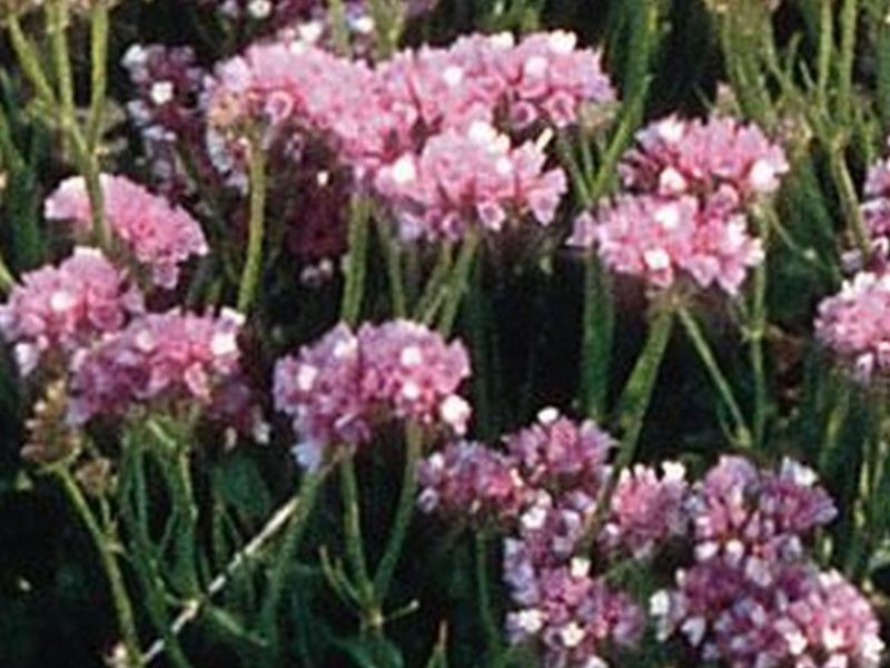 Reproduction statice How can statice be propagated