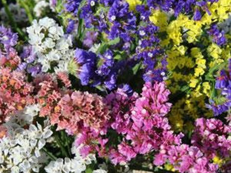 Statice bouquet How the statice grows