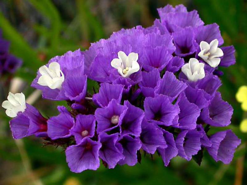 How the statice grows Care of the statice