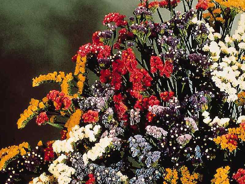 Varieties of statice Description of the statice variety