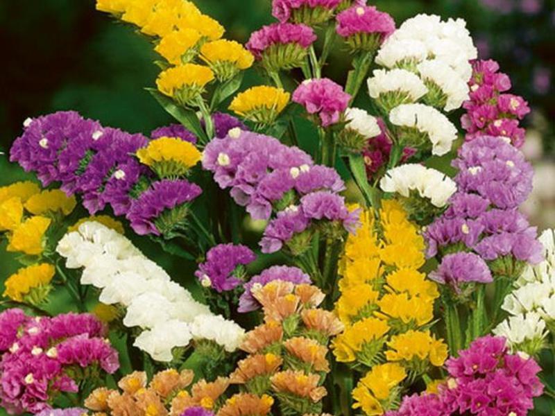 Statice flower Statice pests and diseases