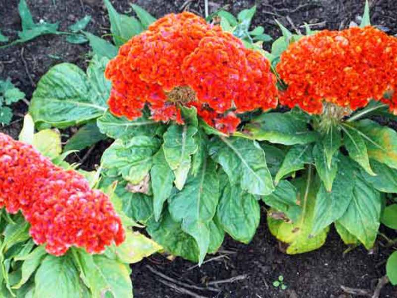 Celosia comb Watering the cellosis