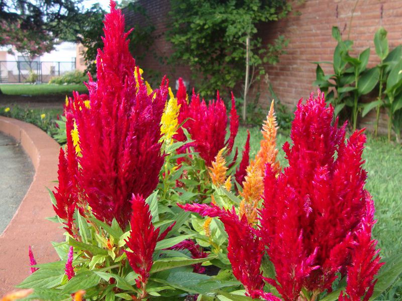 Celosia and its varieties Celosia silvery