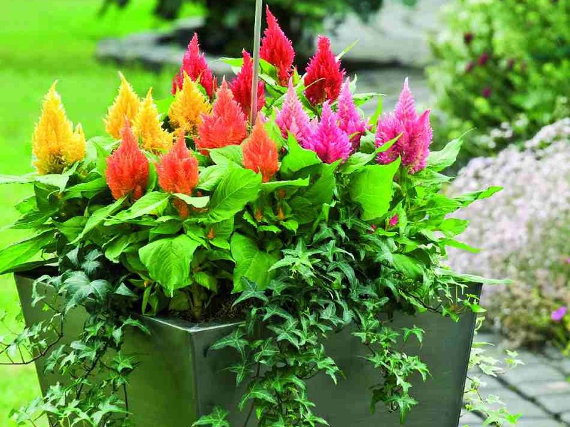 Celosia pinnate Blooming celosi