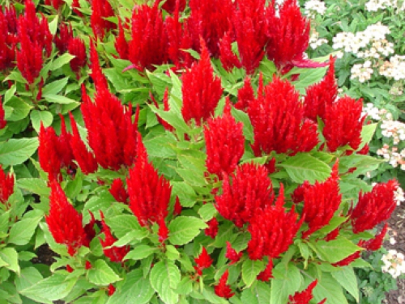 Beautiful celosia flower How celosia blooms