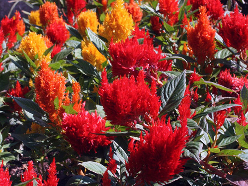 How to grow a celosia flower Decorating any garden with cellosis