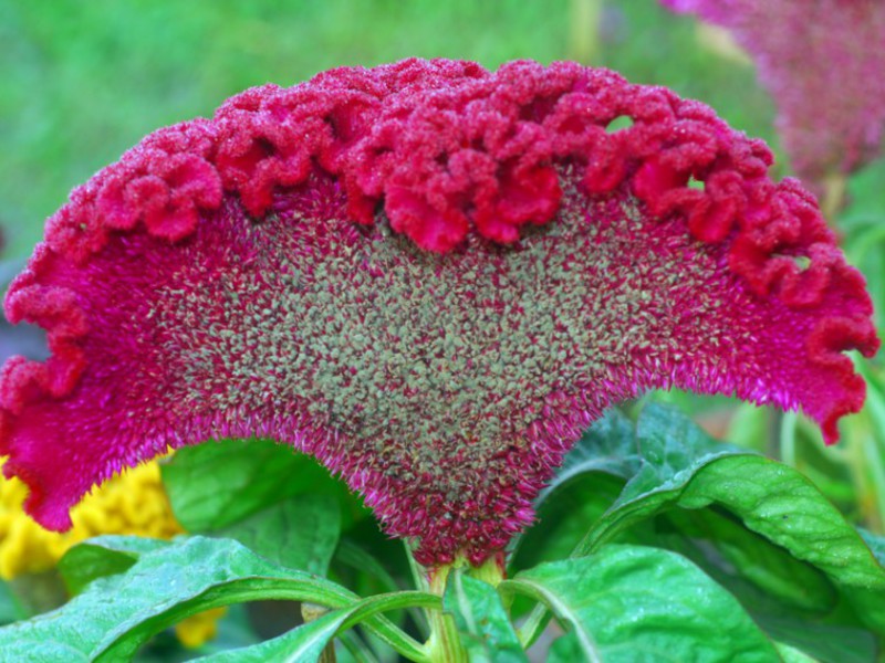 Celosia comb Varieties of varieties of cellosi
